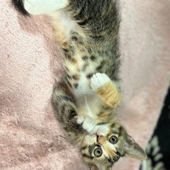 もうすぐ生後2ヶ月の子猫 − 岩手県