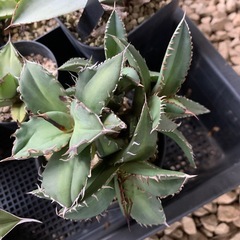 アガベ　セット　チタノタ　パリーの画像