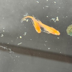 メダカ　楊貴妃ヒレ長　稚魚①の画像