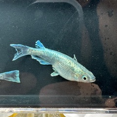 【先着1名】めだか(エメマリ))幼魚50匹の画像