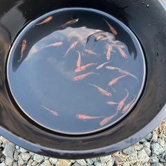 メダカ【朱光菊×アマテラス】の画像