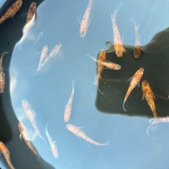 メダカ【朱光菊×アマテラス】の画像