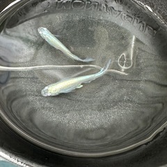 【先着1名】めだか(神速)幼魚50匹の画像