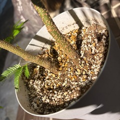 エバーフレッシュ80cmの画像