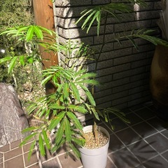 エバーフレッシュ80cmの画像