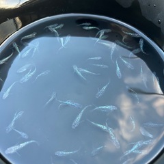 サファイアメダカの画像