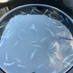 サファイアメダカの画像