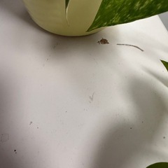 4段ラックの画像