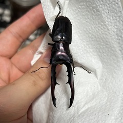 パープルメタリフェルホソアカクワガタCB60upペア内翅Bの画像