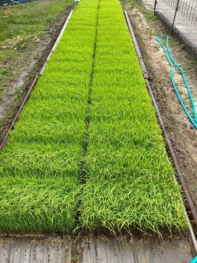 令和7年産にじのきらめき【残り2袋】
