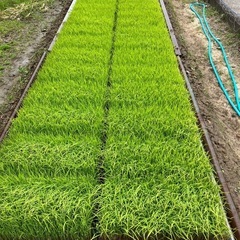 【お取引中】令和7年産にじのきらめき一度味わってみてくださいの画像