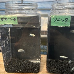 メダカの画像