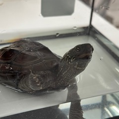 カメをお譲りします。大切に育ててくださる方を探しています。