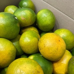  完売　①早生　みかん　3キロ　の画像