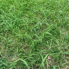 ☆全額翌日振込☆　草取り作業補助スタッフ募集【副業歓迎】【主婦歓迎】【65歳以上歓迎】【障がい者歓迎】の画像