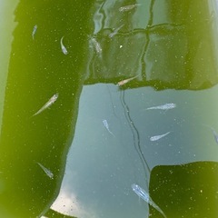 メダカの若魚（マリアージュ、ミックスメダカ）の画像