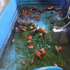金魚(約50匹)の画像
