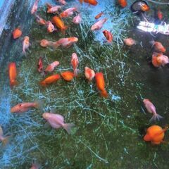金魚(約50匹)の画像
