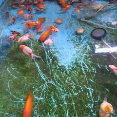 金魚(約50匹)の画像