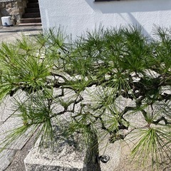 伐採、草刈り、剪定プロ - 福山市