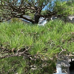 伐採、草刈り、剪定プロ - 剪定/造園