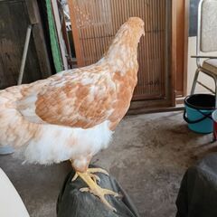 ボリスブラウン雌の画像