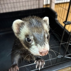フェレット