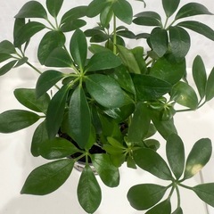 観葉植物＆土の画像