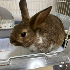 子うさぎの里親さん募集中です
