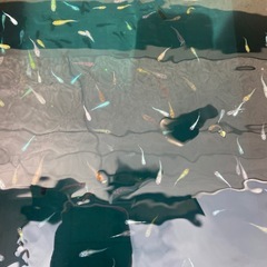 ミックスメダカ15匹500円  の画像