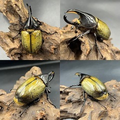 DHレイディ♂単84.7mm ※送料事前連絡にて変更可 ※直接受け渡しに変更可 の画像