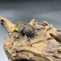 DHレイディ♂単84.7mm ※送料事前連絡にて変更可 ※直接受け渡しに変更可 の画像