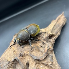 DHレイディ♂単84.7mm ※送料事前連絡にて変更可 ※直接受け渡しに変更可 の画像