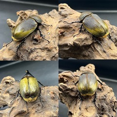 DHレイディ♂単84.7mm ※送料事前連絡にて変更可 ※直接受け渡しに変更可 の画像