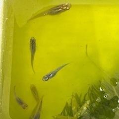 MIXメダカ 5匹の画像