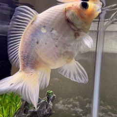 きんぎょ金魚の画像
