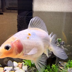きんぎょ金魚の画像