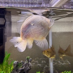 きんぎょ金魚の画像