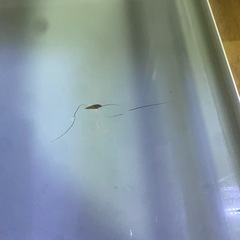 サンコー　パンテオン　6045の画像