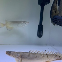 熱帯魚の画像