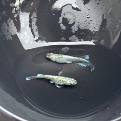 【華麗めだか】　極上　飛輪　1ペア　産卵確認済みの画像