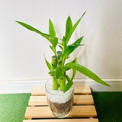 ミリオンバンブー　３本仕立て　観葉植物　ハイドロカルチャーの画像