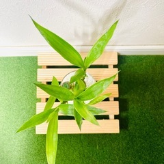 ミリオンバンブー　３本仕立て　観葉植物　ハイドロカルチャーの画像