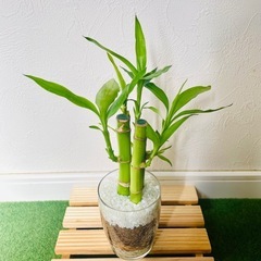 ミリオンバンブー　３本仕立て　観葉植物　ハイドロカルチャーの画像