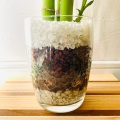 ミリオンバンブー　３本仕立て　観葉植物　ハイドロカルチャーの画像
