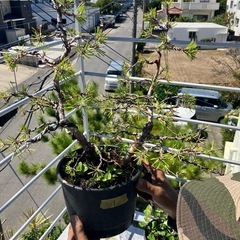 琉球松
の画像