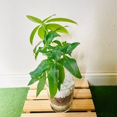パキラ　実生　観葉植物　ハイドロカルチャーの画像