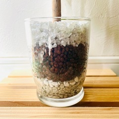 パキラ　実生　観葉植物　ハイドロカルチャーの画像