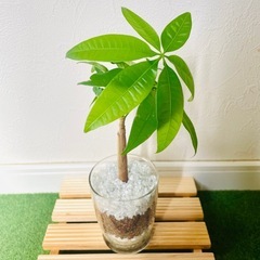 パキラ　実生　観葉植物　ハイドロカルチャーの画像