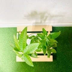 パキラ　実生　観葉植物　ハイドロカルチャーの画像